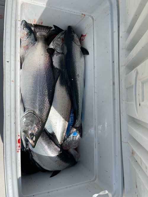 Big Gills Charters-Sport Fishing