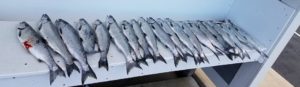 West Michigan Charters-Sport Fishing
