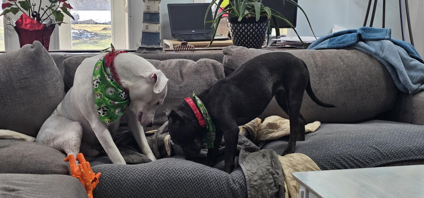 Old Lady w/a Leash - Dog Sitting/Walking Services