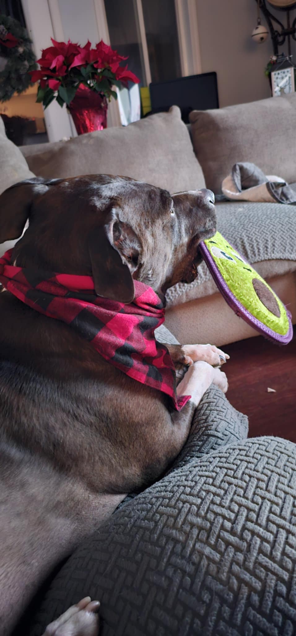 Old Lady w/a Leash - Dog Sitting/Walking Services