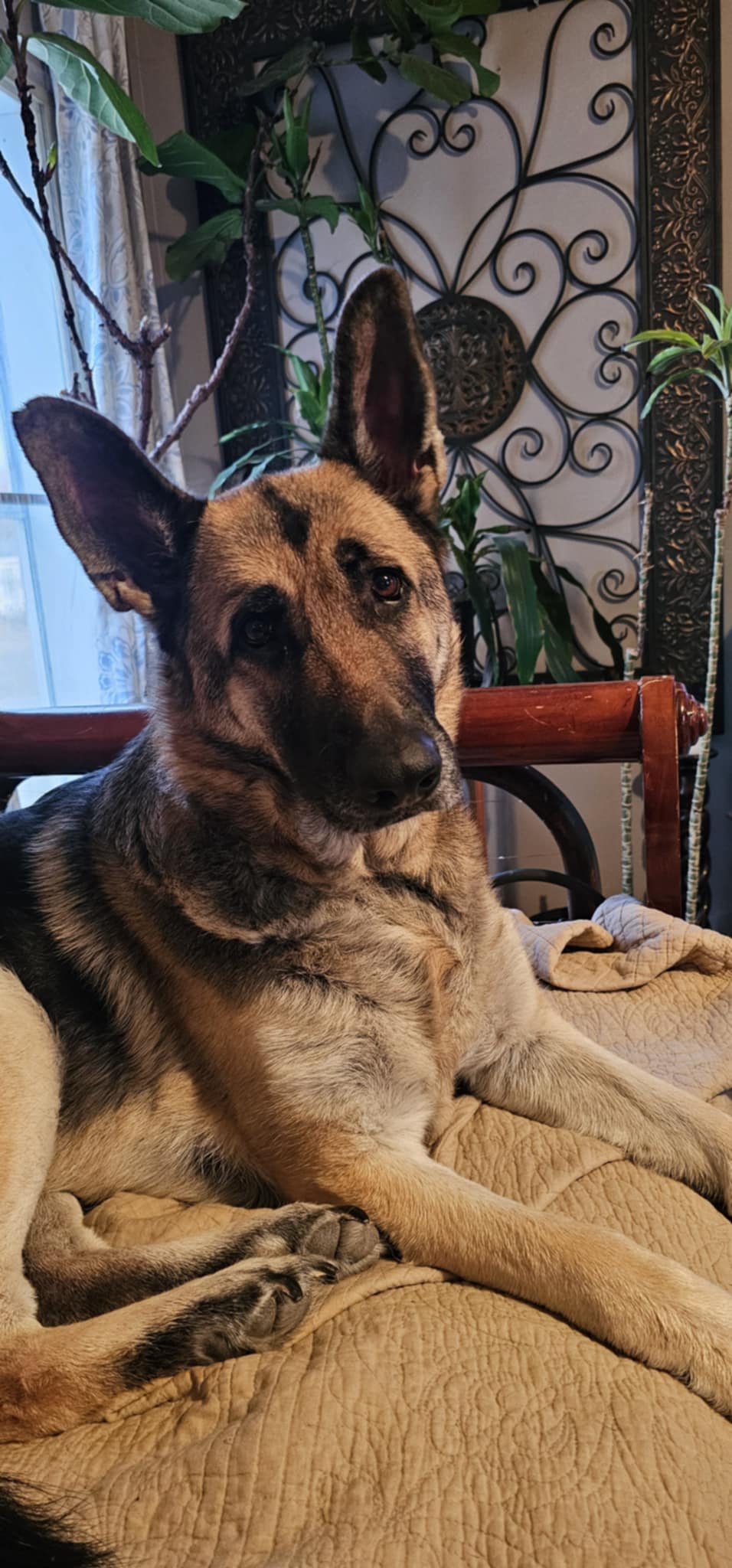 Dog Sitting/Walking